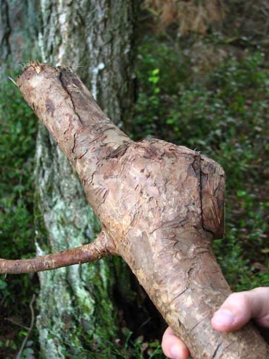 Dead wood or a cache?