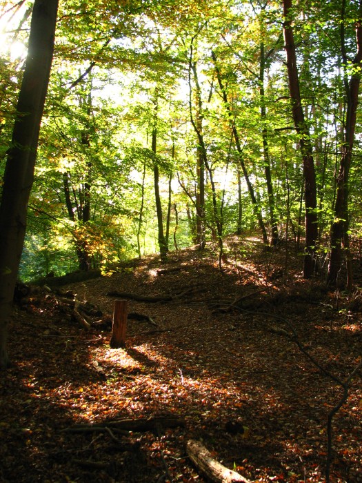 Autumn in the Grunewald