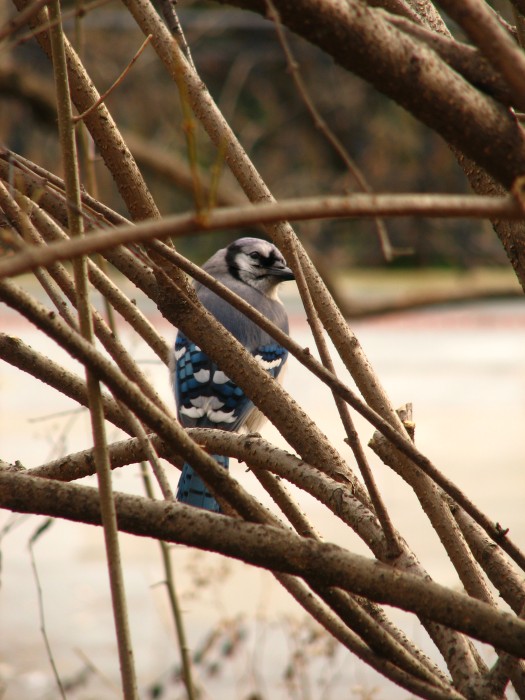 A Bird in Central Park