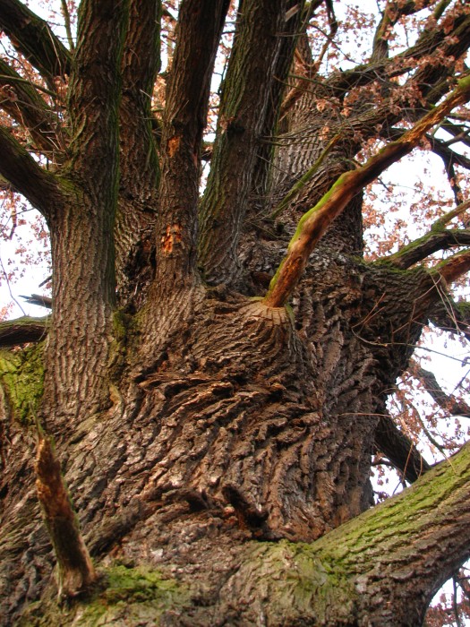 An old oak tree