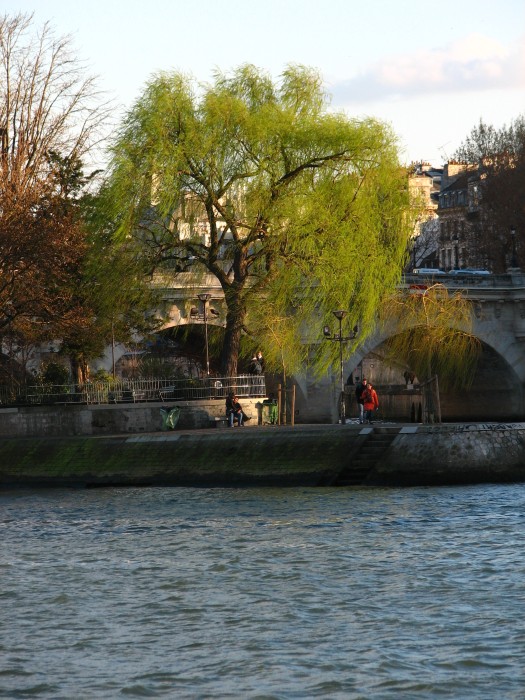 Tree at Square du Vert-Galant