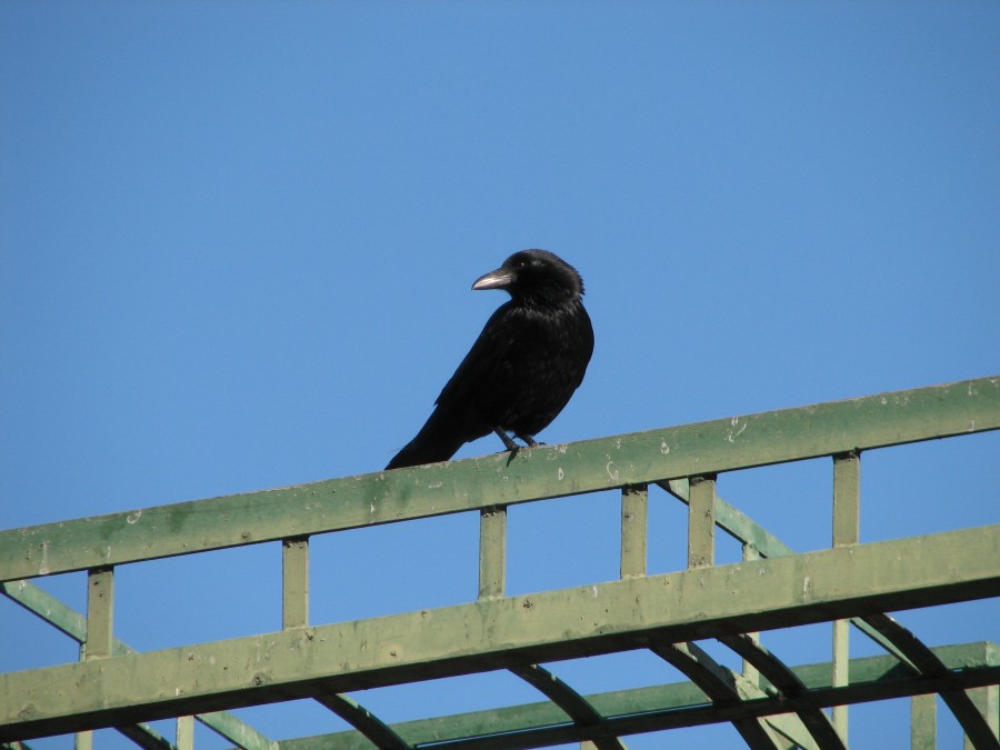 A crow