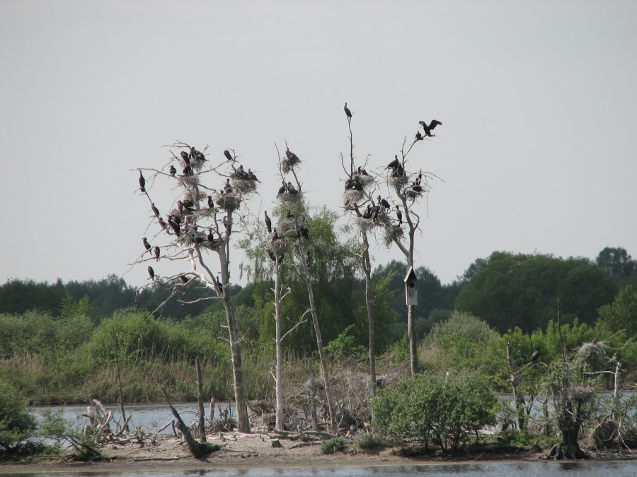 Cormorant Island