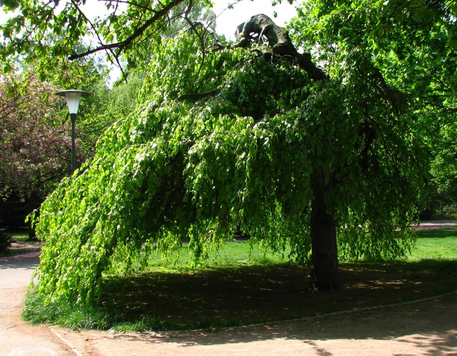 Canopy of Leaves