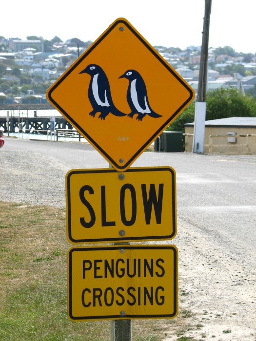 Penguins Crossing