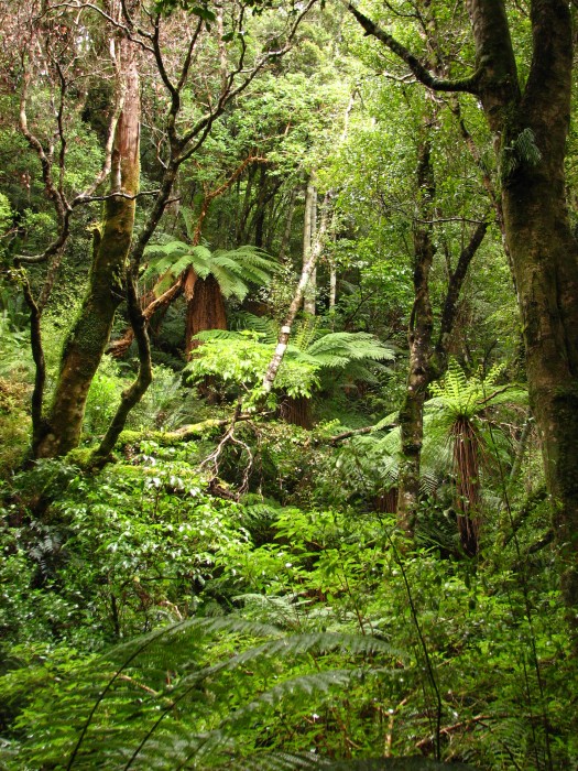 Rainforrests of the Catlins