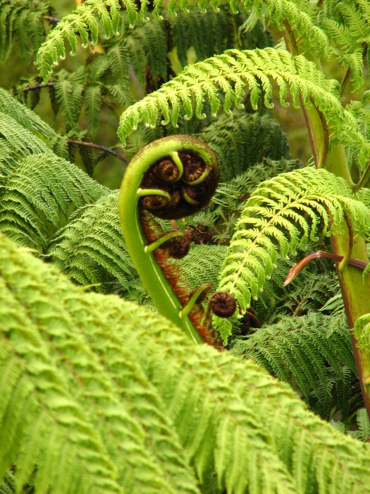 Fern