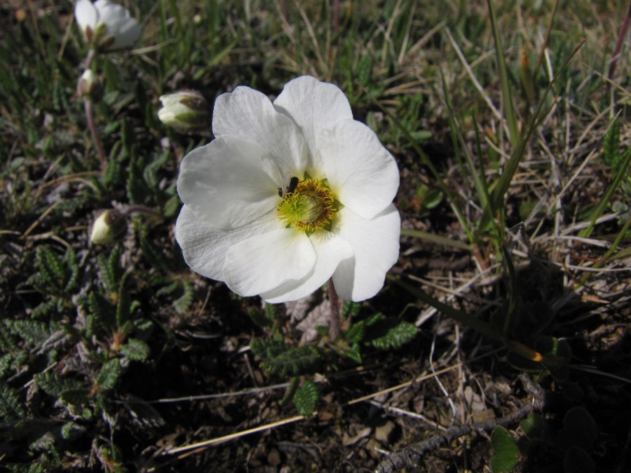 Tiny Flower