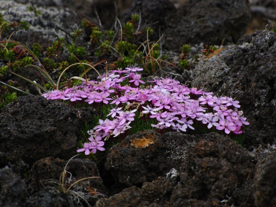 Pink spots in the Lava Fields