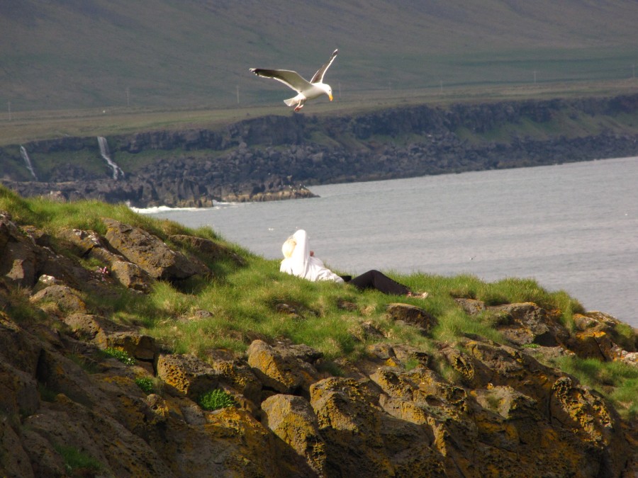 A Seagull attacking a Girl