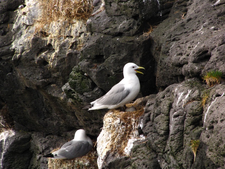 Seagull on her Egg