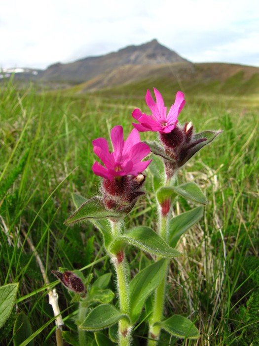 Pink Flowers