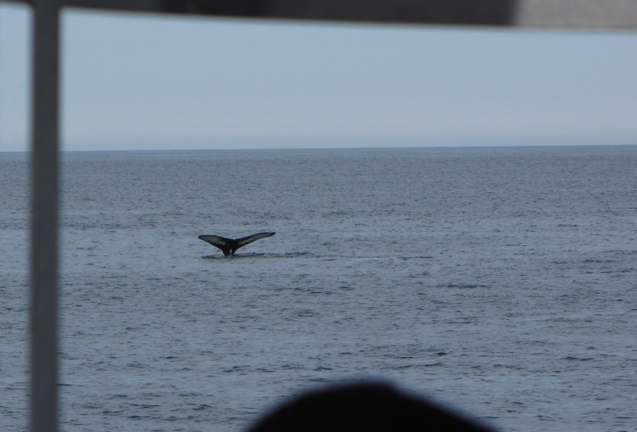 Tail fin of a Humpback Whale