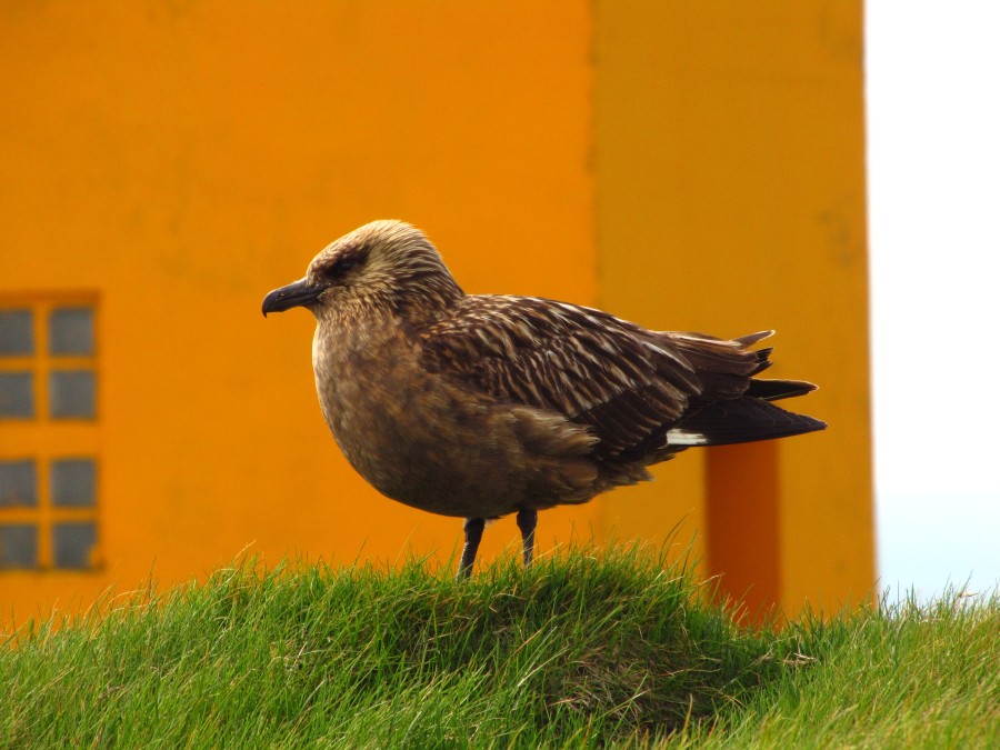 A Skua