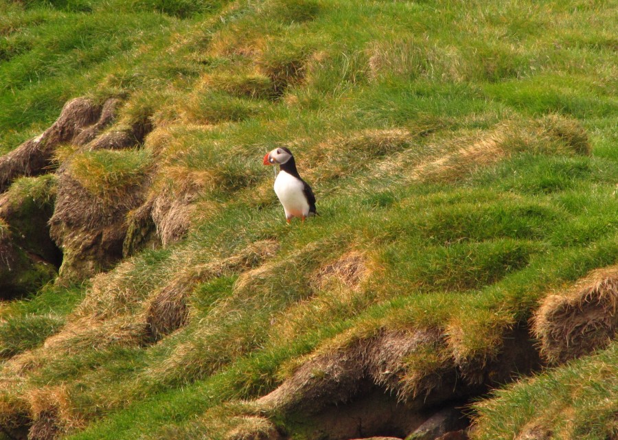 A Puffin