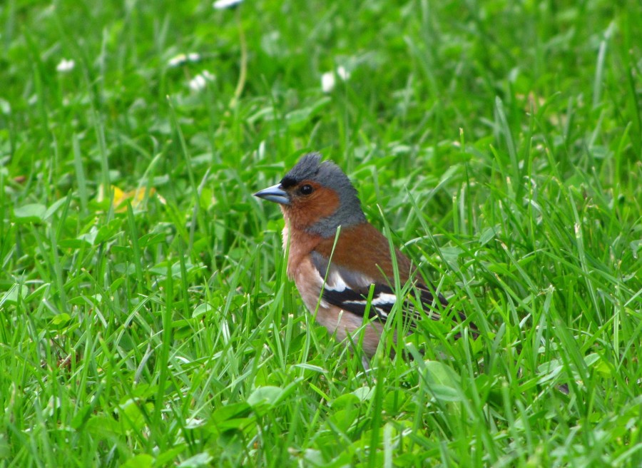 Chaffinch