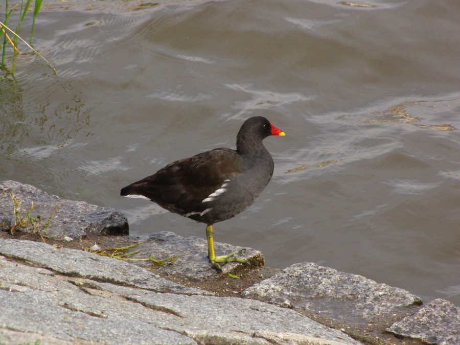 Some Kind of Duck?