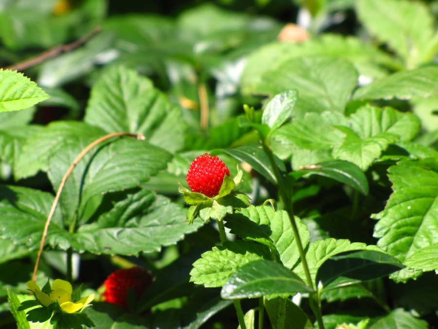 Strawberries