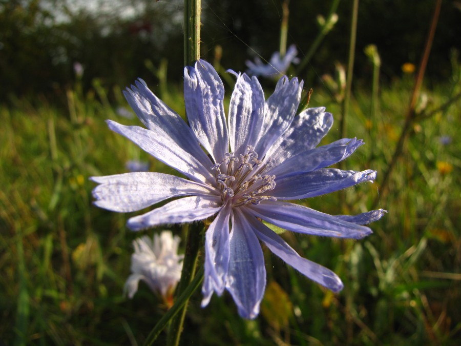 One of the Last Flowers