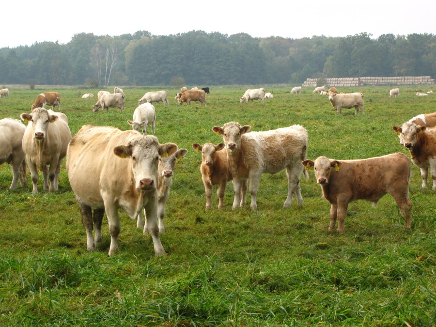 Curious Cows