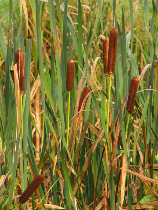 Bulrush