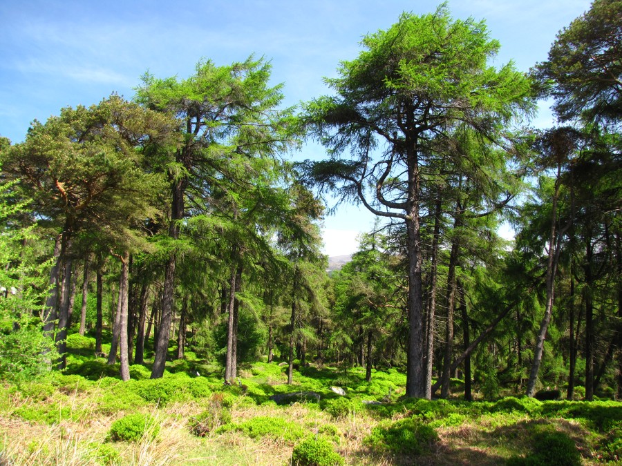 In the Wicklow Mountains