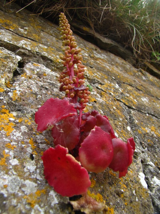 Growing out of a Wall