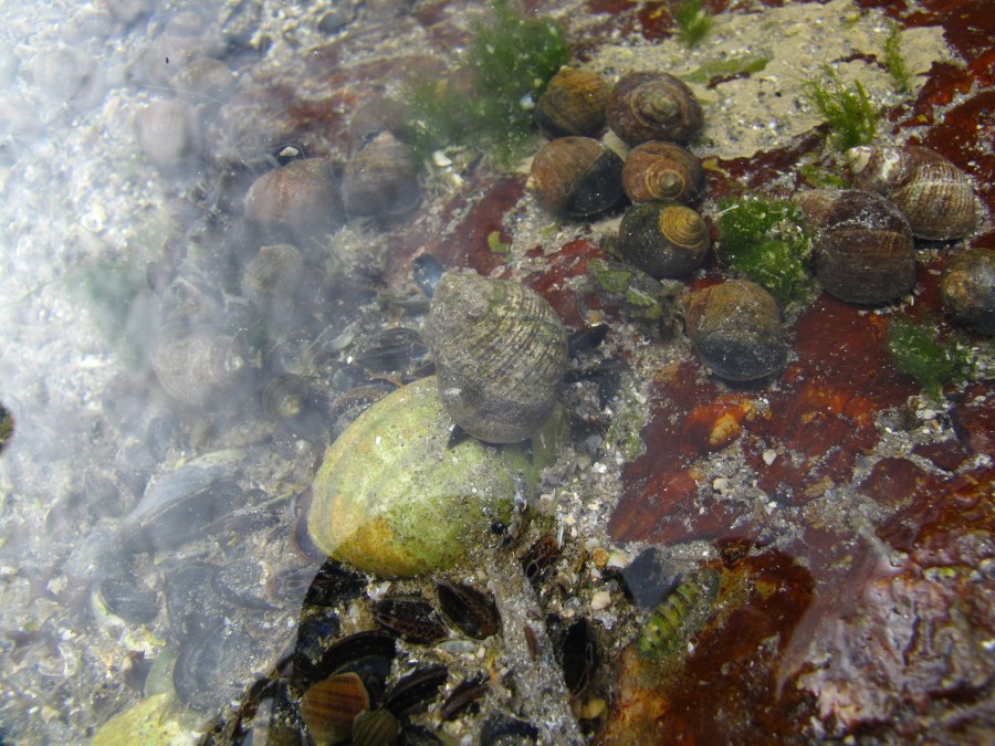 Underwater Life