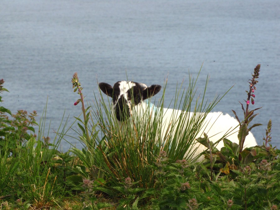 There's a Sheep hiding in this Picture. Can you spot it?