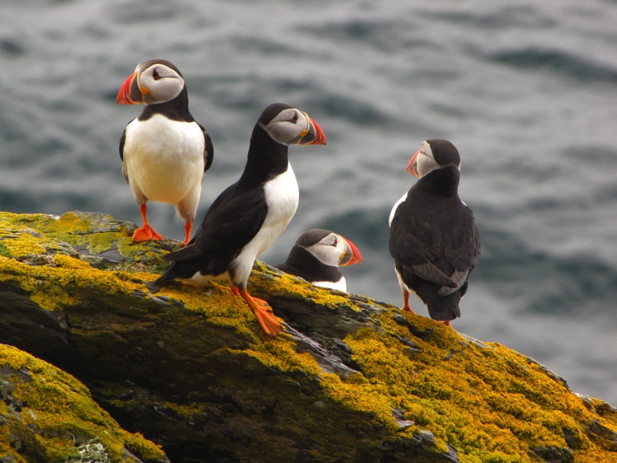 Puffins