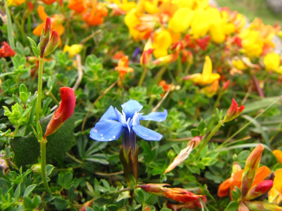 Blue Flower