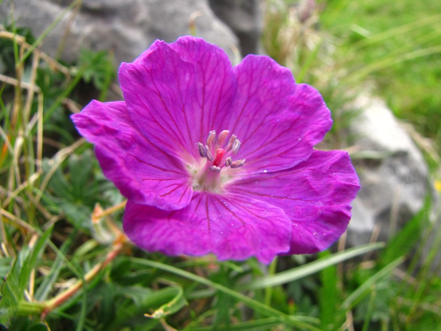 Violet Flower