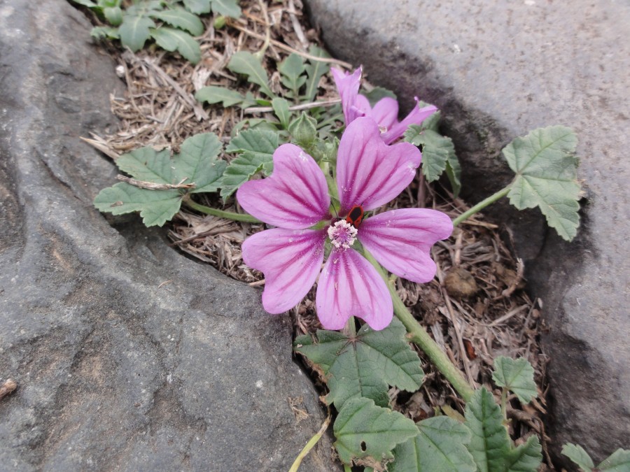 Flower with a Bug