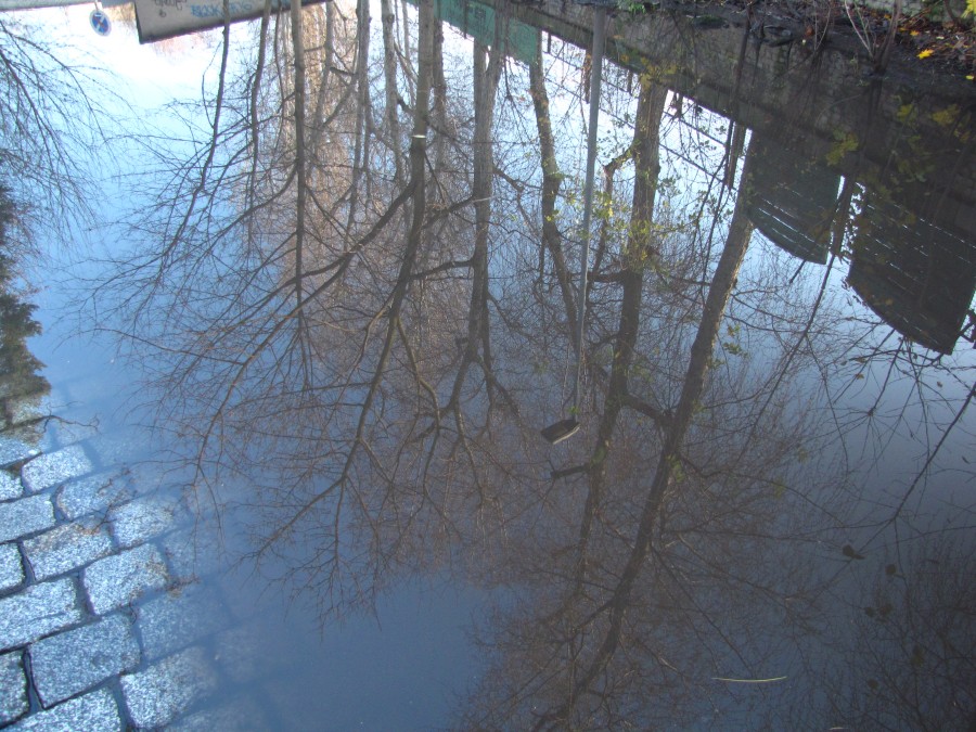 Mirror Puddle