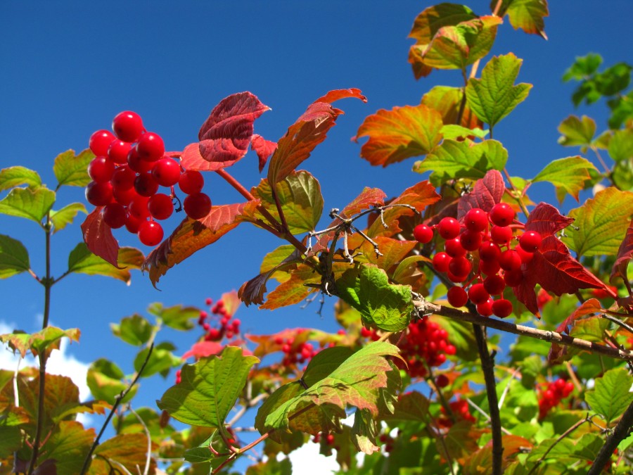 Red Berries