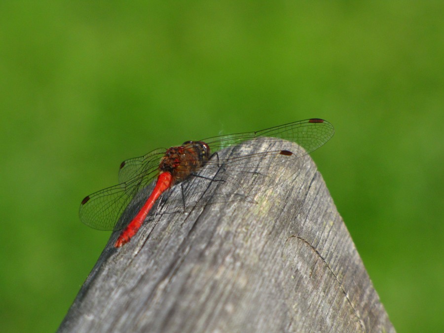 Dragonfly