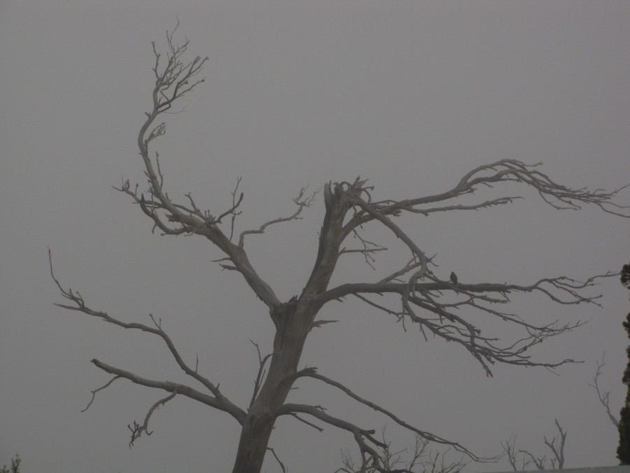 Morning Mist at Montserrat