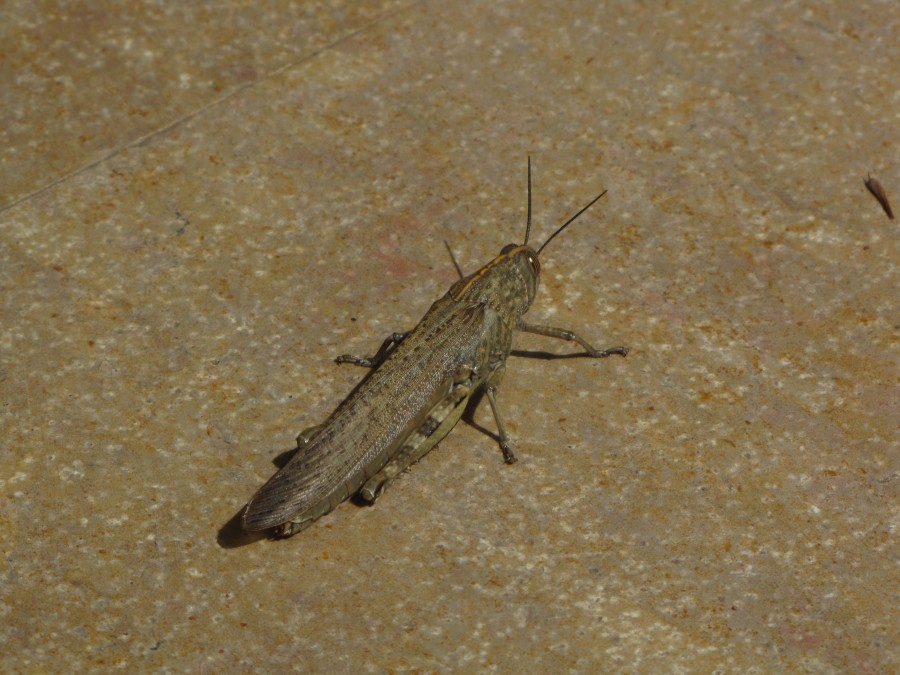 Locust