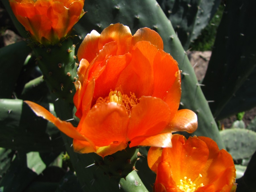 Cactus Flower