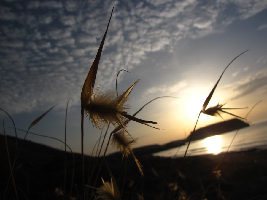 Grass in the Sunset