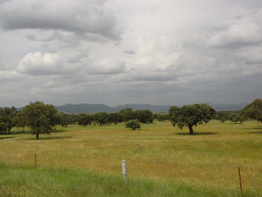 Olive Trees