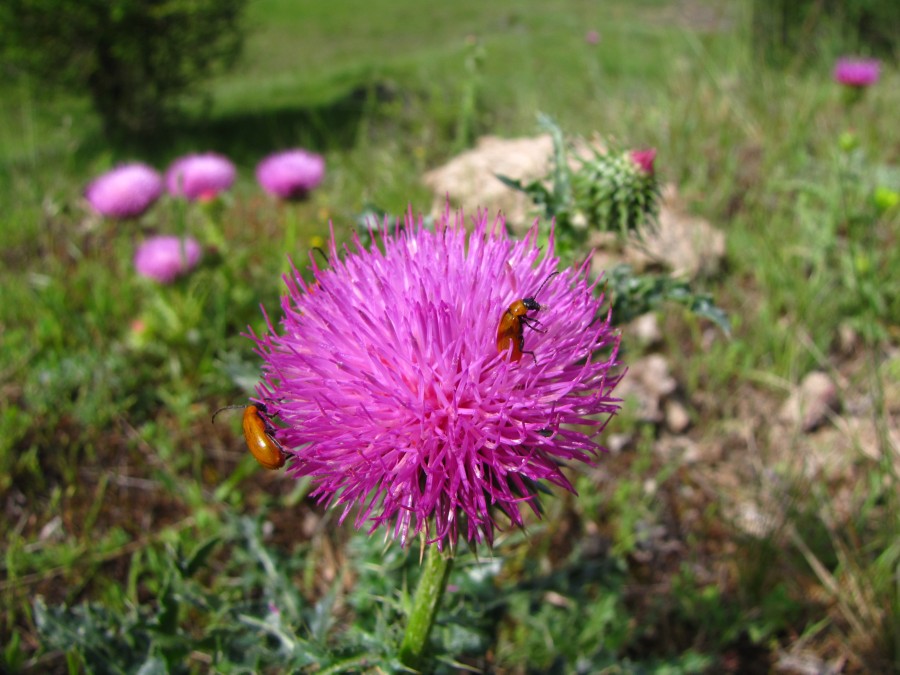 Buggy Flower