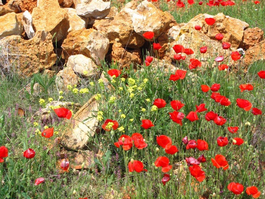 Poppies