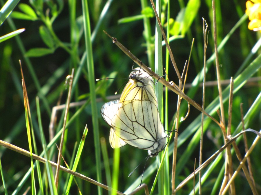 Butterfly Sex