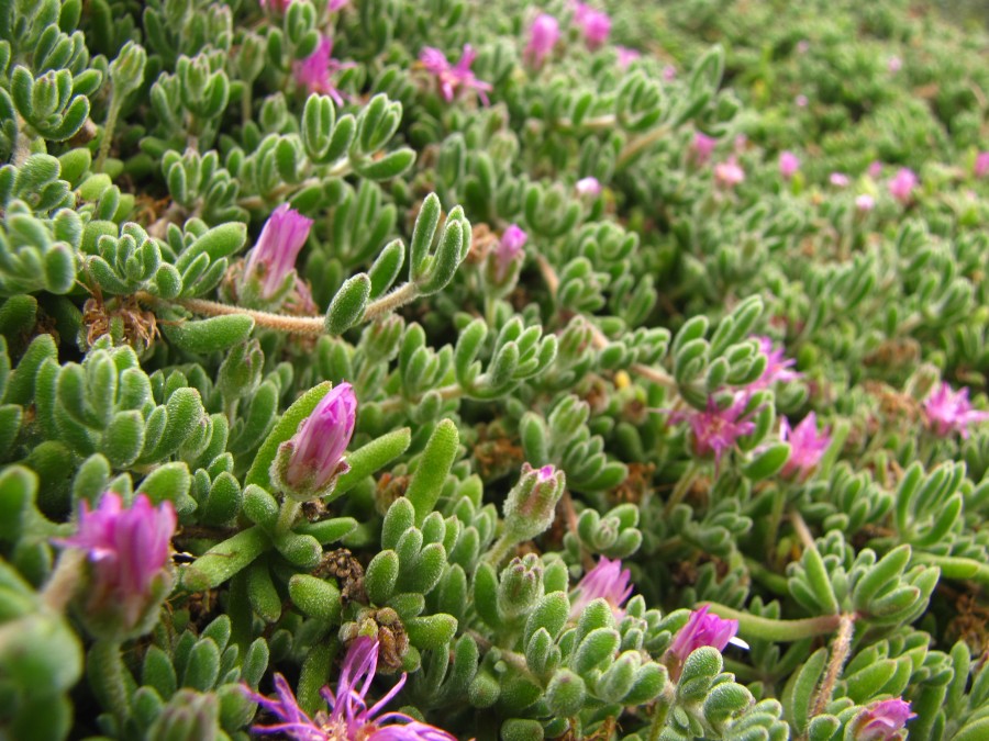 Alcatraz Plants