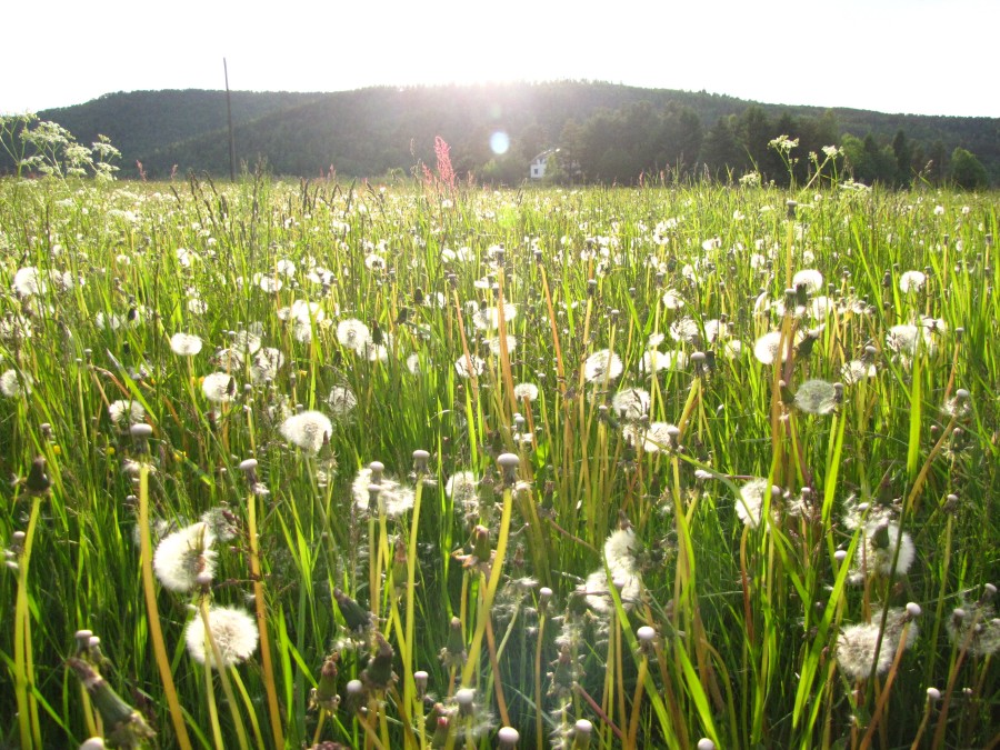 Field of Blowballs