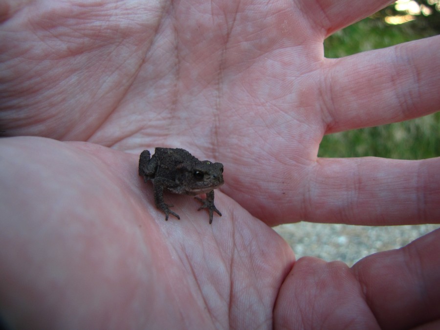 Little Froggy