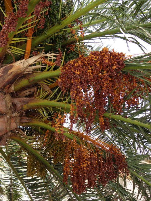 Palm Fruit?