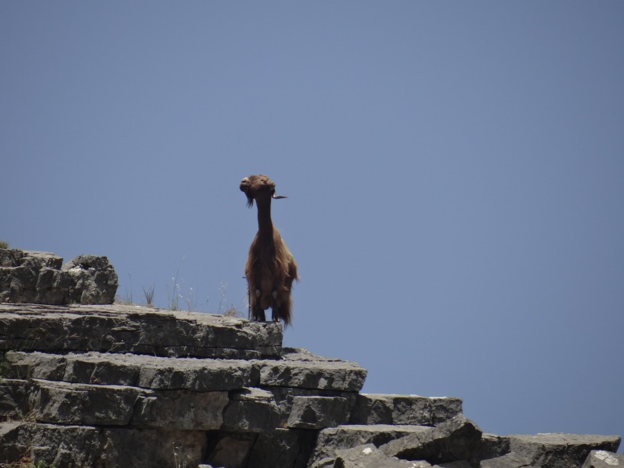 Guard Goat at Imbros Gorge