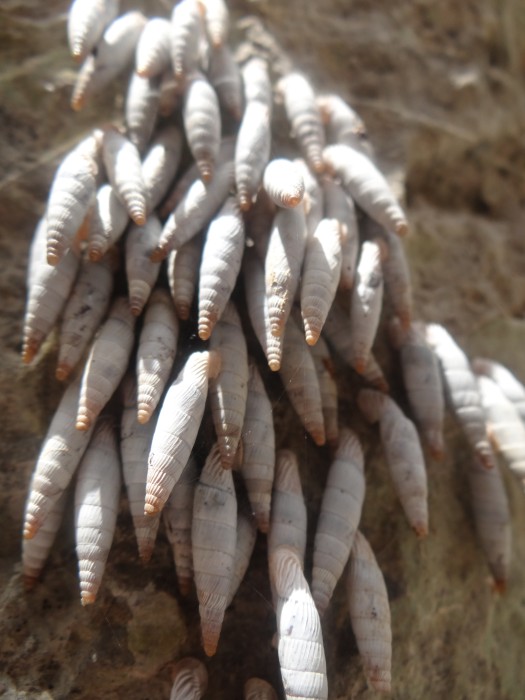 Weird Snails at Imbros Gorge